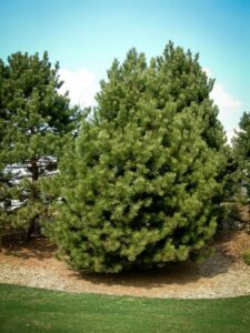 Сосна Чёрная (Pinus Nigra) купить по цене от 270.00р. в интернет-магазине «Посадика» с доставкой почтой в в Вязьмае и по всей России – [изображение №1].