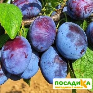 Слива Чачакская ранняя купить по цене от 229.00р. в интернет-магазине «Посадика» с доставкой почтой в в Вязьмае и по всей России – [изображение №1].