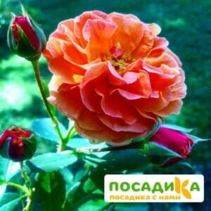 Роза Арабия купить по цене от 350.00р. в интернет-магазине «Посадика» с доставкой почтой в в Вязьмае и по всей России – [изображение №1].