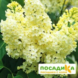 Сирень Примроуз (Primrose) купить по цене от 529.00р. в интернет-магазине «Посадика» с доставкой почтой в в Вязьмае и по всей России – [изображение №1].