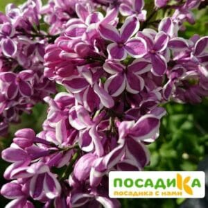 Сирень Сенсация купить по цене от 529.00р. в интернет-магазине «Посадика» с доставкой почтой в в Вязьмае и по всей России – [изображение №1].