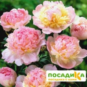 Пион Распберри Сандей (Paeonia Raspberry Sundae) купить по цене от 959р. в интернет-магазине «Посадика» с доставкой почтой в в Вязьмае и по всей России – [изображение №1].