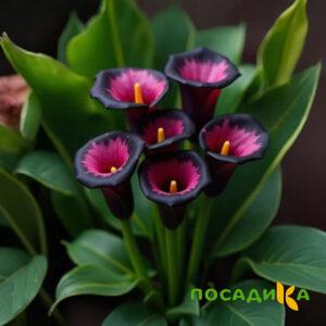 Калла Аура Лейс купить по цене от 400р. в интернет-магазине «Посадика» с доставкой почтой в в Вязьмае и по всей России – [изображение №1].