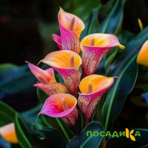 Калла Оникс купить по цене от 450р. в интернет-магазине «Посадика» с доставкой почтой в в Вязьмае и по всей России – [изображение №1].