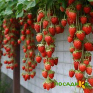 Клубника вьющаяся Комплимент купить по цене от 470р. в интернет-магазине «Посадика» с доставкой почтой в в Вязьмае и по всей России – [изображение №1].