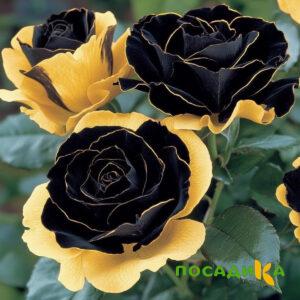Роза Ханни Сикл купить по цене от 700р. в интернет-магазине «Посадика» с доставкой почтой в в Вязьмае и по всей России – [изображение №1].