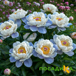 Пион акварельный Этюд купить по цене от 806р. в интернет-магазине «Посадика» с доставкой почтой в в Вязьмае и по всей России – [изображение №1].