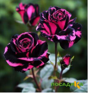 Роза Багровый Шепот купить по цене от 366р. в интернет-магазине «Посадика» с доставкой почтой в в Вязьмае и по всей России – [изображение №1].