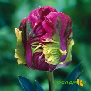 Тюльпан Экзотик Хэвен купить по цене от 186р. в интернет-магазине «Посадика» с доставкой почтой в в Вязьмае и по всей России – [изображение №1].