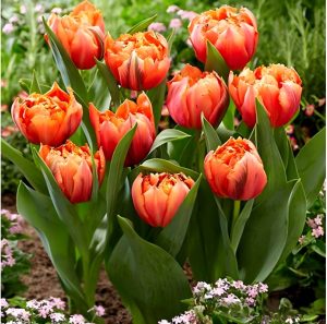 Тюльпан Гудошник Дабл купить по цене от 185р. в интернет-магазине «Посадика» с доставкой почтой в в Вязьмае и по всей России – [изображение №1].