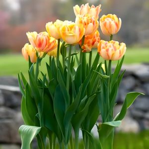 Тюльпан Верона Санрайз купить по цене от 280р. в интернет-магазине «Посадика» с доставкой почтой в в Вязьмае и по всей России – [изображение №1].
