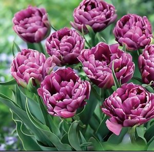 Тюльпан Айс Крим купить по цене от 430р. в интернет-магазине «Посадика» с доставкой почтой в в Вязьмае и по всей России – [изображение №1].