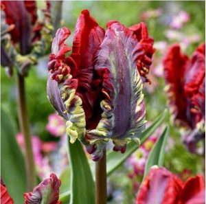 Тюльпан Рококо купить по цене от 350р. в интернет-магазине «Посадика» с доставкой почтой в в Вязьмае и по всей России – [изображение №1].