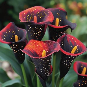 Калла Нуар купить по цене от 299р. в интернет-магазине «Посадика» с доставкой почтой в в Вязьмае и по всей России – [изображение №1].