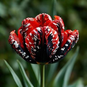 Тюльпан Вельвет Файер купить по цене от 394р. в интернет-магазине «Посадика» с доставкой почтой в в Вязьмае и по всей России – [изображение №1].