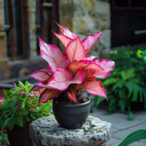 Хоста Розовая Симфония купить по цене от 800р. в интернет-магазине «Посадика» с доставкой почтой в в Вязьмае и по всей России – [изображение №1].