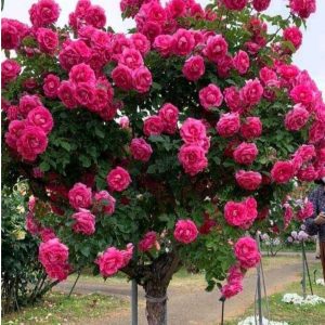 Роза Версаля купить по цене от 232р. в интернет-магазине «Посадика» с доставкой почтой в в Вязьмае и по всей России – [изображение №1].