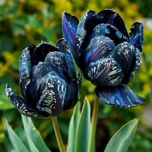 Тюльпан Блю Фог купить по цене от 500р. в интернет-магазине «Посадика» с доставкой почтой в в Вязьмае и по всей России – [изображение №1].