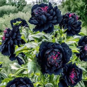 Пион древовидный Сердце Афродиты купить по цене от 600р. в интернет-магазине «Посадика» с доставкой почтой в в Вязьмае и по всей России – [изображение №1].