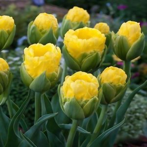 Тюльпан махровый Ванила Коп купить по цене от 159р. в интернет-магазине «Посадика» с доставкой почтой в в Вязьмае и по всей России – [изображение №1].