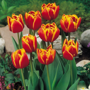 Тюльпан Блэк Фаер купить по цене от 275р. в интернет-магазине «Посадика» с доставкой почтой в в Вязьмае и по всей России – [изображение №1].