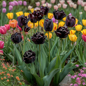 Тюльпан махровый Рейдинс Дарк купить по цене от 230р. в интернет-магазине «Посадика» с доставкой почтой в в Вязьмае и по всей России – [изображение №1].