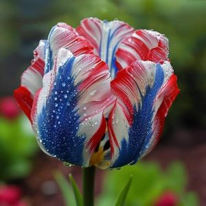 Тюльпан Ремс Сенсейшн купить по цене от 219р. в интернет-магазине «Посадика» с доставкой почтой в в Вязьмае и по всей России – [изображение №1].