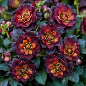 Морозник Сноу Дроп купить по цене от 348р. в интернет-магазине «Посадика» с доставкой почтой в в Вязьмае и по всей России – [изображение №1].