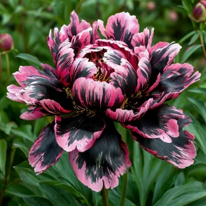 Пион Дроп Руби купить по цене от 469р. в интернет-магазине «Посадика» с доставкой почтой в в Вязьмае и по всей России – [изображение №1].