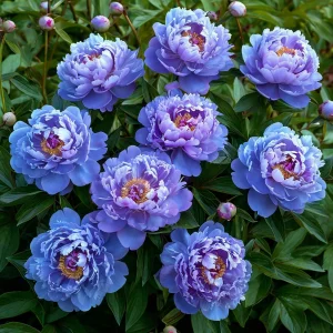 Пион Голубой лотос купить по цене от 590р. в интернет-магазине «Посадика» с доставкой почтой в в Вязьмае и по всей России – [изображение №1].