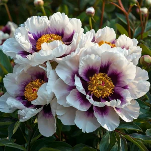 Пион Эко Саммер купить по цене от 548р. в интернет-магазине «Посадика» с доставкой почтой в в Вязьмае и по всей России – [изображение №1].