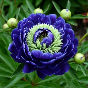 Пион Дримвивер купить по цене от 417р. в интернет-магазине «Посадика» с доставкой почтой в в Вязьмае и по всей России – [изображение №1].