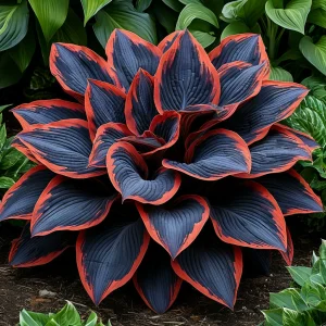 Хоста Солнечный Агат купить по цене от 440р. в интернет-магазине «Посадика» с доставкой почтой в в Вязьмае и по всей России – [изображение №1].