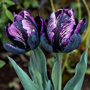 Тюльпан Блэк Каньон купить по цене от 305р. в интернет-магазине «Посадика» с доставкой почтой в в Вязьмае и по всей России – [изображение №1].
