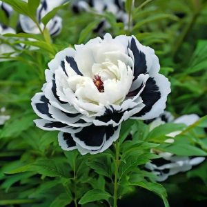 Пион Монохромный Шик купить по цене от 429р. в интернет-магазине «Посадика» с доставкой почтой в в Вязьмае и по всей России – [изображение №1].