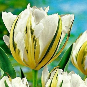 Тюльпан Экзотик Пуруссима купить по цене от 305р. в интернет-магазине «Посадика» с доставкой почтой в в Вязьмае и по всей России – [изображение №1].