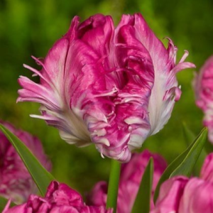 Тюльпан махровый Кул Кристал купить по цене от 400р. в интернет-магазине «Посадика» с доставкой почтой в в Вязьмае и по всей России – [изображение №1].