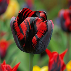 Тюльпан Блэк Перрот купить по цене от 351р. в интернет-магазине «Посадика» с доставкой почтой в в Вязьмае и по всей России – [изображение №1].