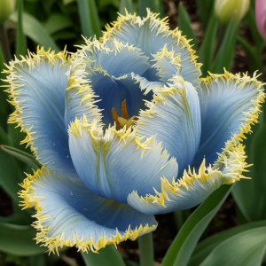 Тюльпан Махровый Амплуа купить по цене от 199р. в интернет-магазине «Посадика» с доставкой почтой в в Вязьмае и по всей России – [изображение №1].