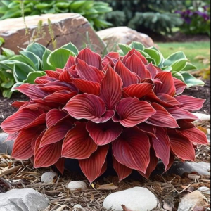 Хоста Малыш Шедевр купить по цене от 421р. в интернет-магазине «Посадика» с доставкой почтой в в Вязьмае и по всей России – [изображение №1].