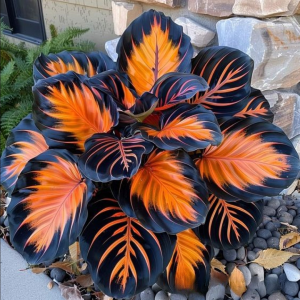 Хоста Сикрет Форест купить по цене от 601р. в интернет-магазине «Посадика» с доставкой почтой в в Вязьмае и по всей России – [изображение №1].