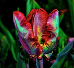 Тюльпан Эирпрайз купить по цене от 270р. в интернет-магазине «Посадика» с доставкой почтой в в Вязьмае и по всей России – [изображение №1].