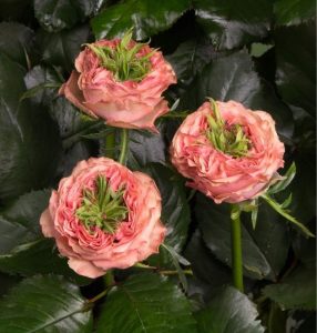 Роза Амбер Инчант купить по цене от 495р. в интернет-магазине «Посадика» с доставкой почтой в в Вязьмае и по всей России – [изображение №1].