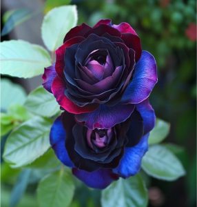 Роза Скарлет Рэвери купить по цене от 489р. в интернет-магазине «Посадика» с доставкой почтой в в Вязьмае и по всей России – [изображение №1].