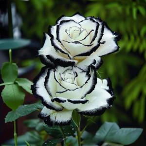 Роза Силк Ивин купить по цене от 319р. в интернет-магазине «Посадика» с доставкой почтой в в Вязьмае и по всей России – [изображение №1].