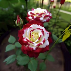 Роза Роял Глом купить по цене от 401р. в интернет-магазине «Посадика» с доставкой почтой в в Вязьмае и по всей России – [изображение №1].