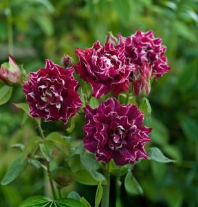 Роза Опаловый Пейзаж купить по цене от 490р. в интернет-магазине «Посадика» с доставкой почтой в в Вязьмае и по всей России – [изображение №1].