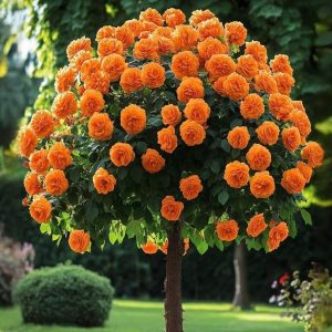 Роза Солнечный Шарм купить по цене от 349р. в интернет-магазине «Посадика» с доставкой почтой в в Вязьмае и по всей России – [изображение №1].