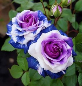 Роза Айвори Каскад купить по цене от 420р. в интернет-магазине «Посадика» с доставкой почтой в в Вязьмае и по всей России – [изображение №1].