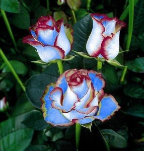 Роза Сафайер Пэтл купить по цене от 450р. в интернет-магазине «Посадика» с доставкой почтой в в Вязьмае и по всей России – [изображение №1].